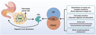 Exploring the key genetic association between chronic pancreatitis and pancreatic ductal adenocarcinoma through integrated bioinformatics